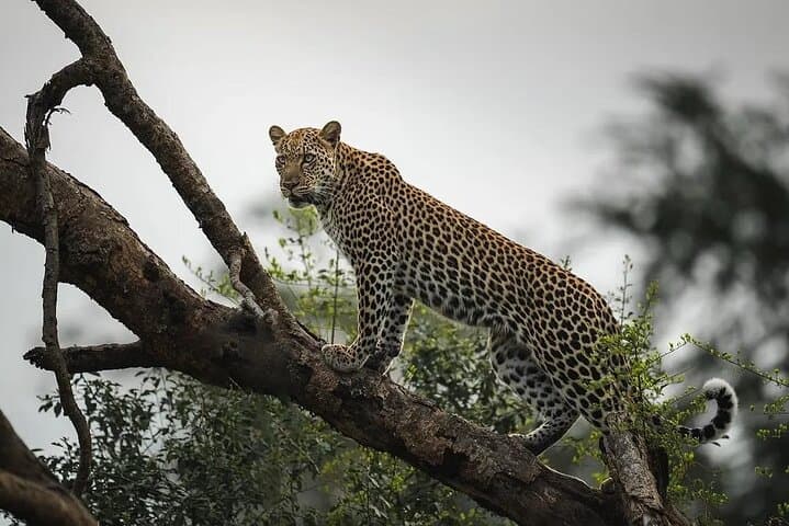 7-Day Private Rwanda Safari: Gorillas, Golden Monkeys & Akagera Game Drives photo 2
