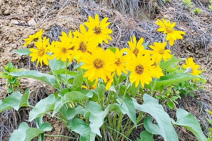 Half-Day Scenic Float on the Salmon River — Idaho's River of No Return photo 2