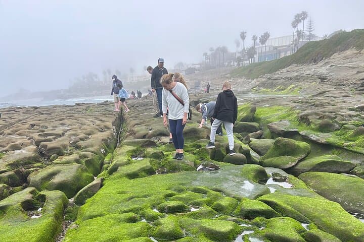 Exploring La Jolla’s Tide Pools: An Immersive Coastal Adventure in San Diego photo 2