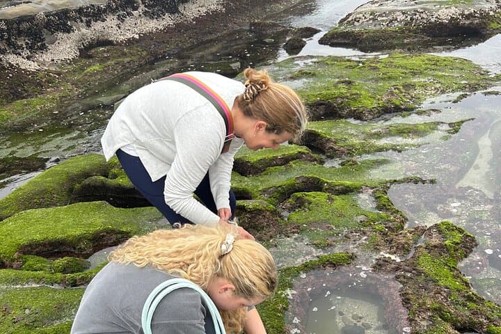 Exploring La Jolla’s Tide Pools: An Immersive Coastal Adventure in San Diego