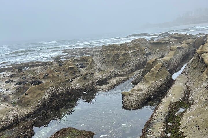 Exploring La Jolla’s Tide Pools: An Immersive Coastal Adventure in San Diego photo 4