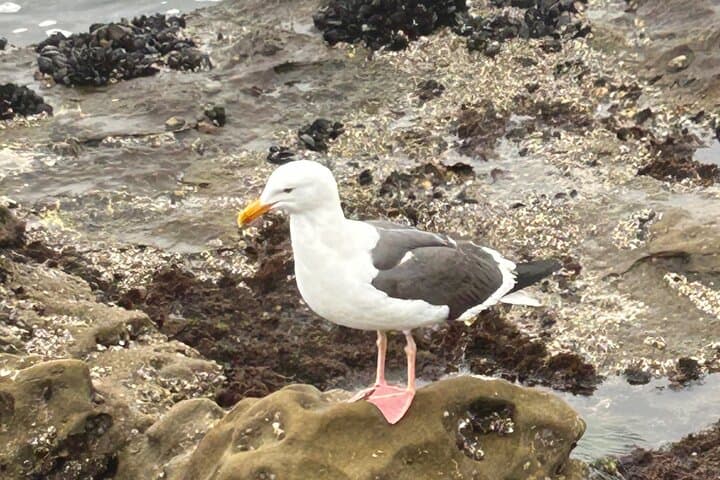 Exploring La Jolla’s Tide Pools: An Immersive Coastal Adventure in San Diego photo 5