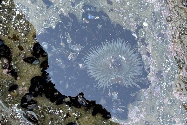 Exploring La Jolla’s Tide Pools: An Immersive Coastal Adventure in San Diego photo 6