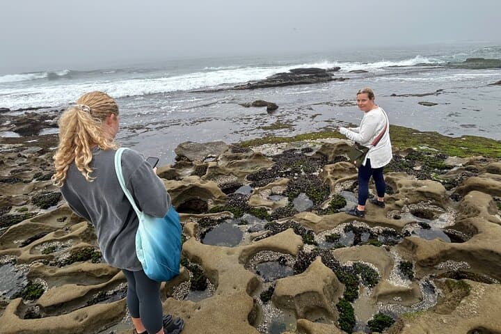 Private Point Loma Tide Pool Tour at Cabrillo National Monument photo 4