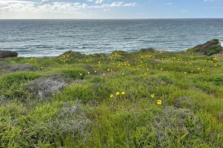 Private Point Loma Tide Pool Tour at Cabrillo National Monument photo 3