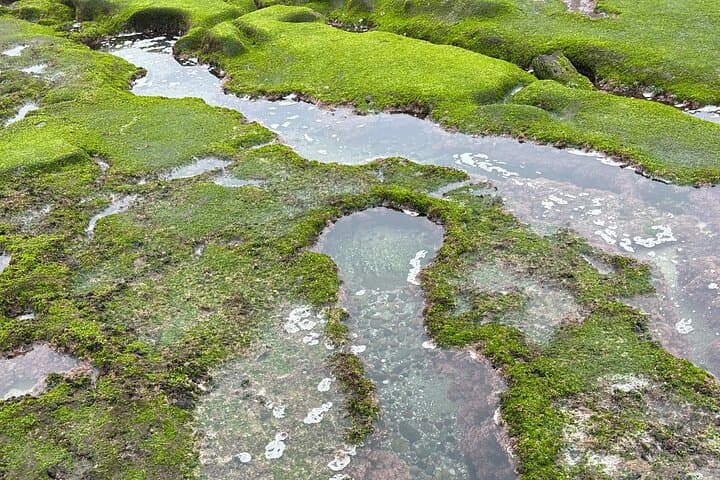 Private Point Loma Tide Pool Tour at Cabrillo National Monument photo 2