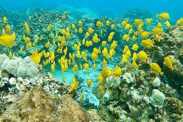 Kealakekua Bay Snorkel & Dolphin Watch: Exploring Hawaii’s Marine Wildlife from Kailua-Kona
