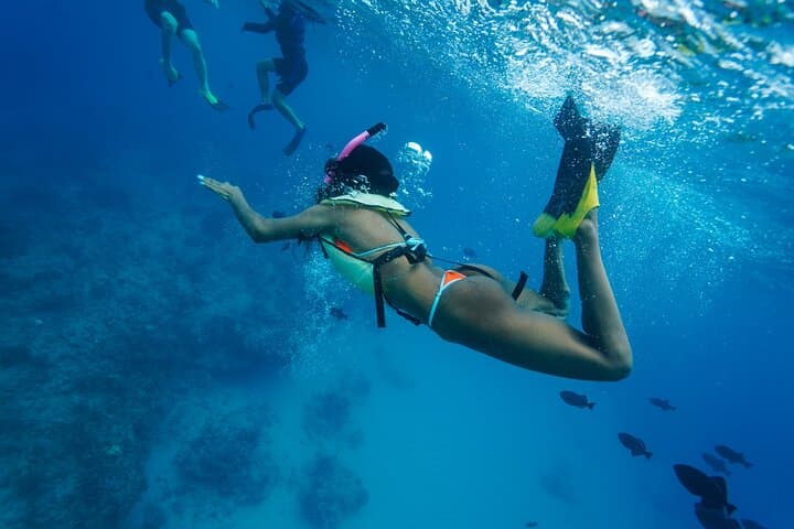 Kona Dolphin Watching & Sea Turtle Snorkel — 2-Hour Afternoon Tour from Honokohau photo 6