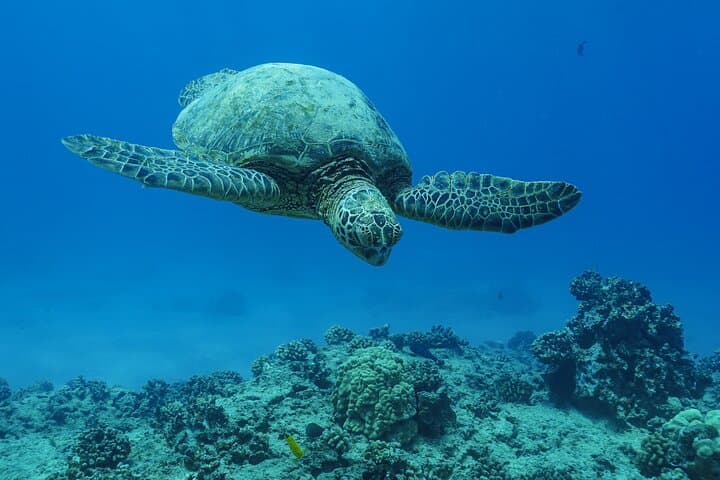 Kona Dolphin Watching & Sea Turtle Snorkel — 2-Hour Afternoon Tour from Honokohau photo 4