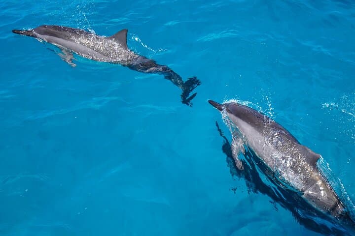 Kona Dolphin Watching & Sea Turtle Snorkel — 2-Hour Afternoon Tour from Honokohau photo 2