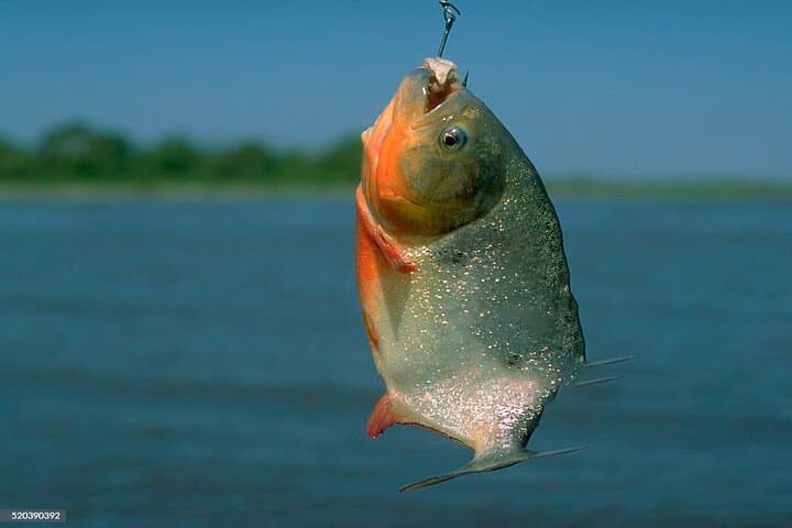 Amazon Piranha Fishing: Real Jungle Adventure from Iquitos photo 5