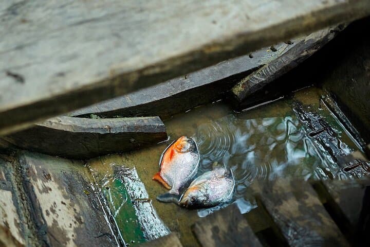Two-Day Amazon Lodge Adventure from Iquitos: Wildlife, Fishing & Night Walks photo 5