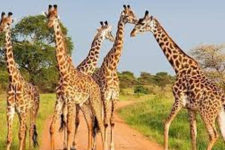 Lake Nakuru Day Safari and Naivasha Boat Ride: Private Tour from Nairobi photo 6