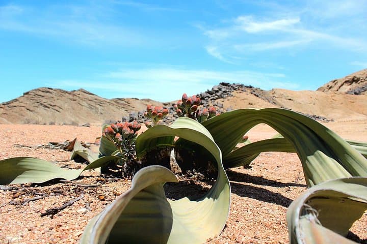 Moon Landscape Day Tour from Swakopmund – Welwitschia & Desert Views photo 3