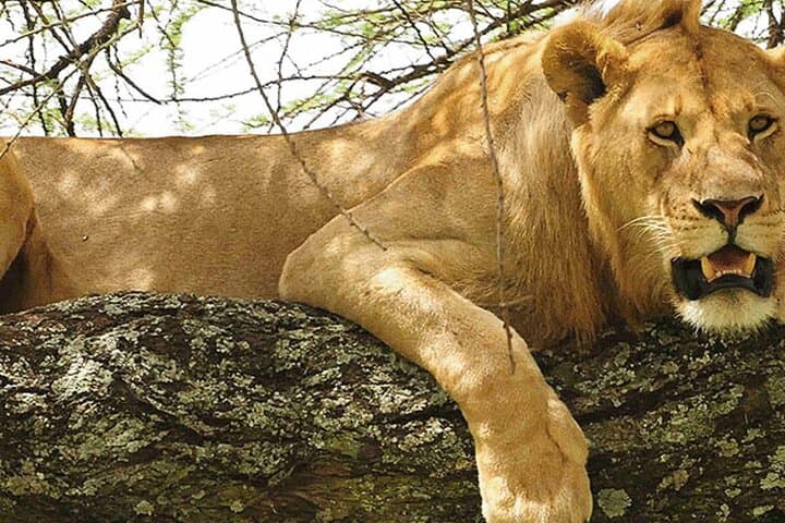 Exploring Nairobi National Park: Wildlife Encounters and Conservation in Kenya’s Urban Wilderness photo 6