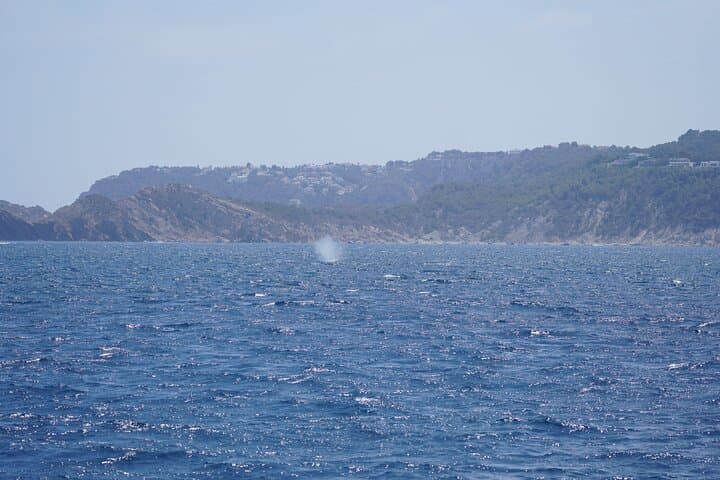 Denia Electric Whale & Dolphin Watching Tour on El Som Mar photo 6