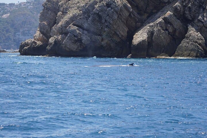Denia Electric Whale & Dolphin Watching Tour on El Som Mar photo 5