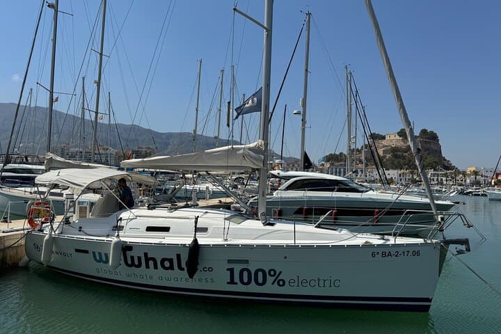 Denia Electric Whale & Dolphin Watching Tour on El Som Mar photo 2