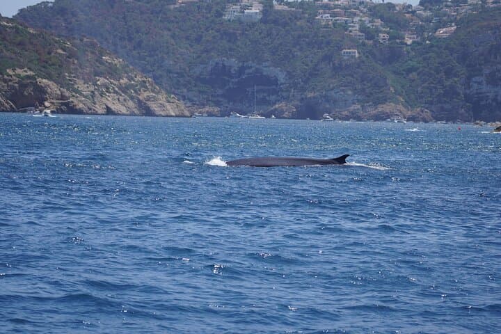 Electric Sunset Dolphin Cruise in Denia — Silent Sail to Cabo de San Antonio photo 4