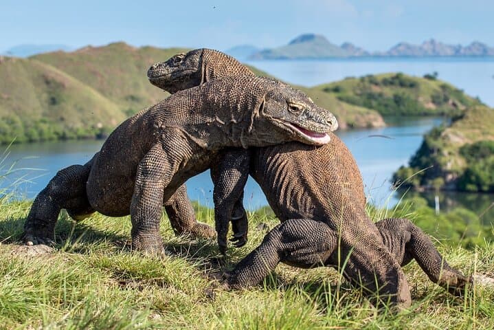 Private One-Day Komodo Tour: Padar, Dragons, Pink Beach & Manta Snorkel