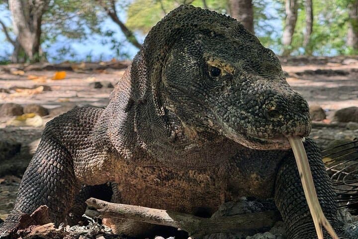 Private One-Day Komodo Tour: Padar, Dragons, Pink Beach & Manta Snorkel photo 2