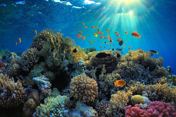 Private One-Day Komodo Tour: Padar, Dragons, Pink Beach & Manta Snorkel photo 6