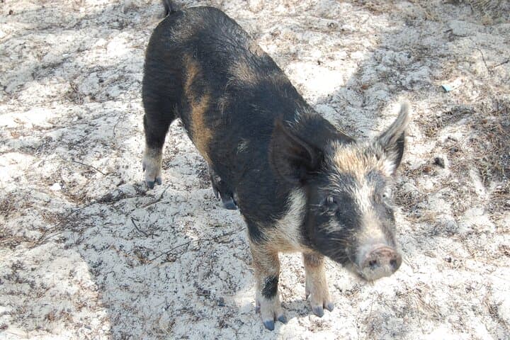 Private Fishing and Swimming Pigs Excursion from Nassau — Spanish Wells Fishing and Snorkel photo 4