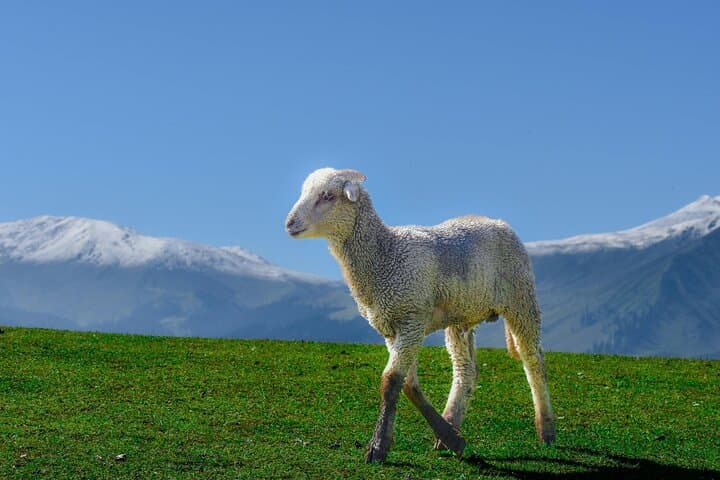 Gulmarg Private Day Trip from Srinagar: Gondola, Golf Course & Pony Rides photo 3
