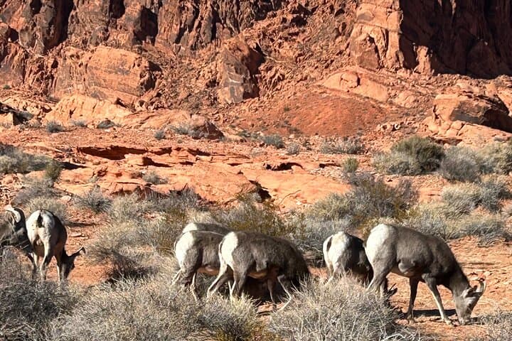 Private Valley of Fire Tour from Las Vegas — Fire Wave, White Domes & Ancient Petroglyphs photo 6