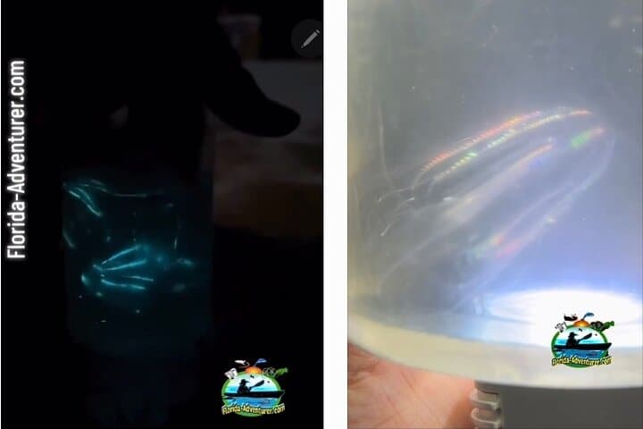 Titusville Bioluminescence Rafting — Merritt Island Wildlife Refuge Night Tour photo 3