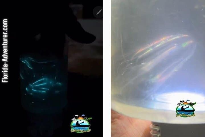 Clear Kayak Bioluminescence Tour at Cocoa Beach — Merritt Island Bioluminescence photo 3