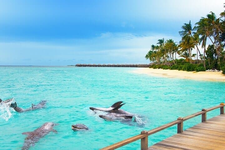 Half-Day Male Adventure: Sandbank, Snorkel & Dolphin Cruise