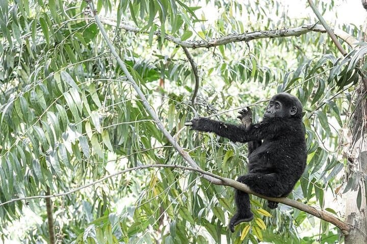 Bwindi Impenetrable 5-Day Gorilla & Chimp Trekking Safari from Entebbe photo 2
