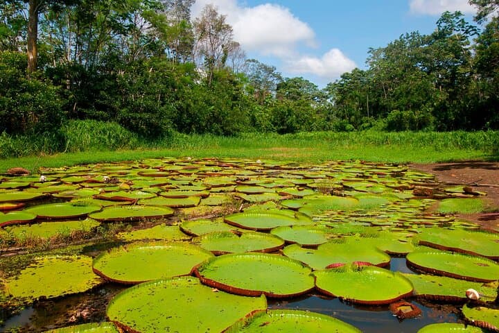Two-Day Amazon Lodge Adventure from Iquitos: Wildlife, Fishing & Night Walks photo 4
