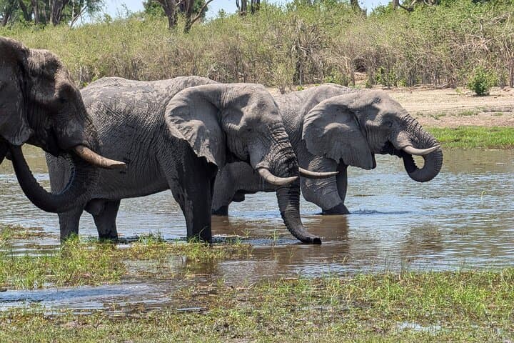 Mobile Camping Safari in Maun: 4-Day Guided Okavango Wildlife Adventure photo 2