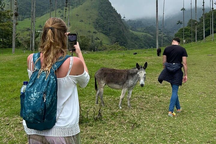 Cocora Valley & Salento Coffee Farm Day Tour — Wax Palms, Hikes & Tasting photo 3