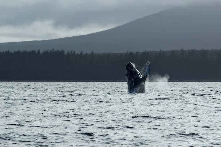 Sitka Sound Marine Wildlife Tour: Whale, Sea Lion & Otter Boat Trip