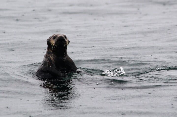 Sitka Sound Marine Wildlife Tour: Whale, Sea Lion & Otter Boat Trip photo 3