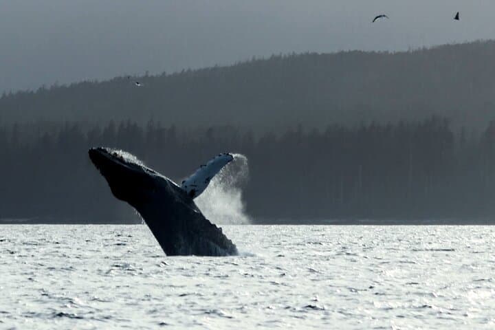 Sitka Sound Marine Wildlife Tour: Whale, Sea Lion & Otter Boat Trip photo 4