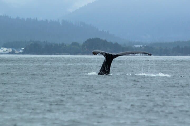Sitka Sound Marine Wildlife Tour: Whale, Sea Lion & Otter Boat Trip photo 6