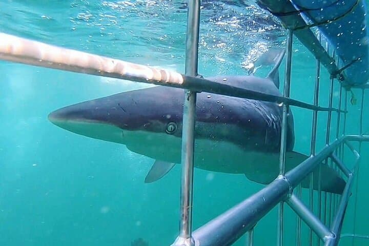 Shark Cage Diving in Cape Town: Hookah Cage Experience at Seal Island