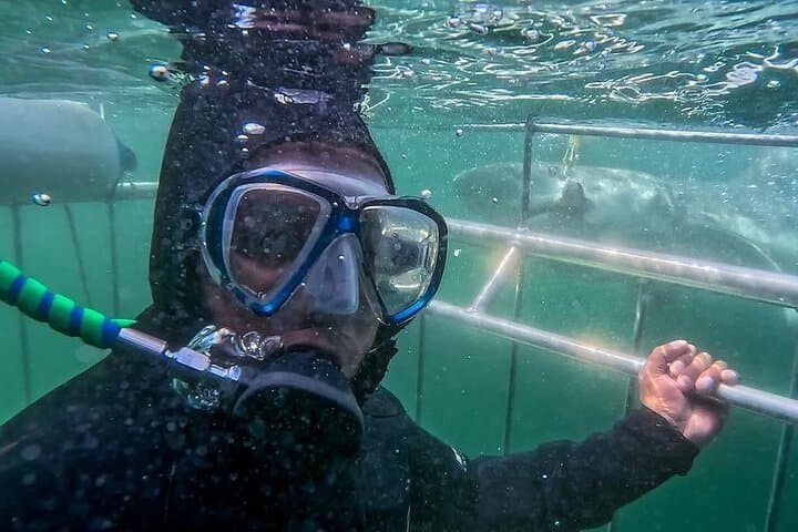 Shark Cage Diving in Cape Town: Hookah Cage Experience at Seal Island photo 5