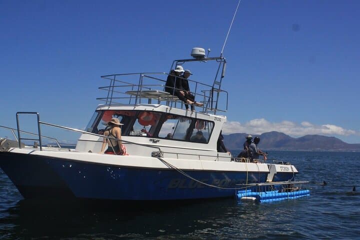Shark Cage Diving in Cape Town: Hookah Cage Experience at Seal Island photo 6