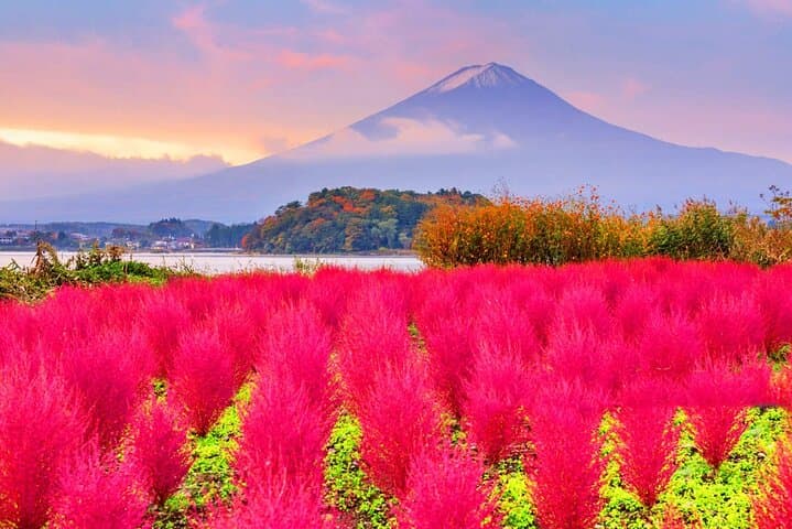 Mt Fuji Flower Viewing & Kawaguchiko Day Tour with Kusa Mochi