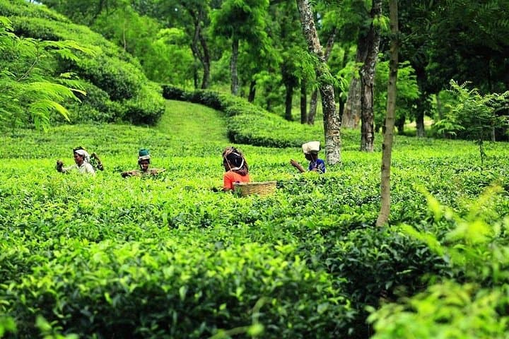 15-Day Bangladesh Panoramic Tour: Sundarbans Safari, Paharpur & Tea Gardens photo 4
