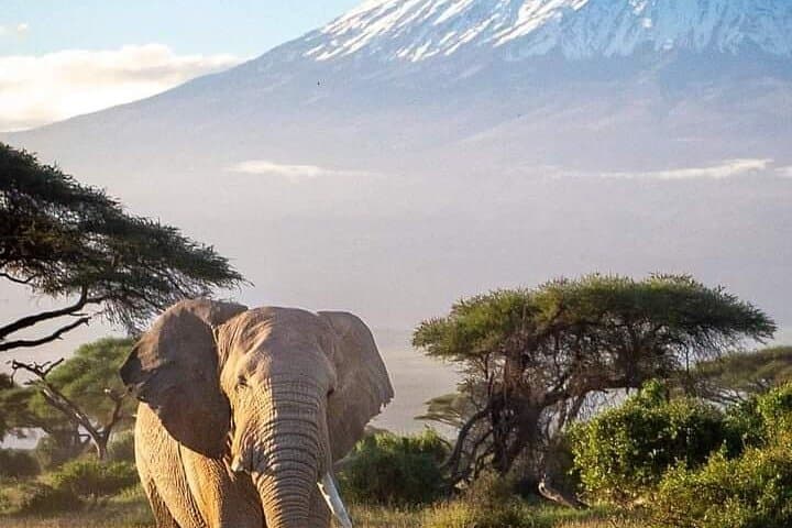 3-Day Amboseli Private Safari: Kilimanjaro Views & Big Game photo 5