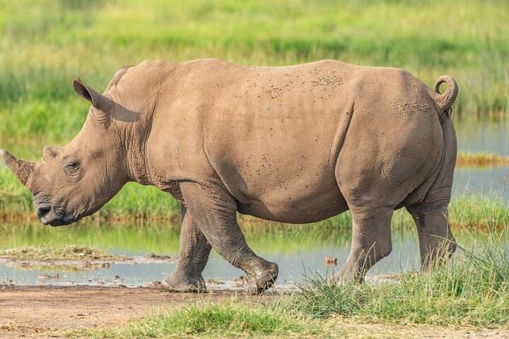 3-Day Amboseli Private Safari: Kilimanjaro Views & Big Game photo 6