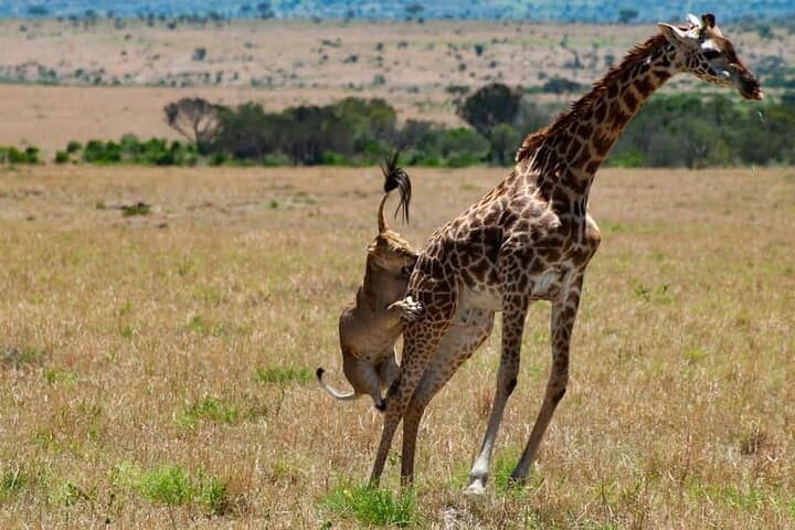 2-Day Maasai Mara Joining Safari: Short-Notice Big Five Game Drives from Nairobi photo 1