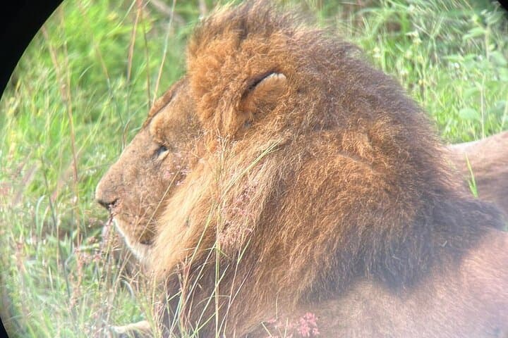 2-Day Maasai Mara Joining Safari: Short-Notice Big Five Game Drives from Nairobi photo 2