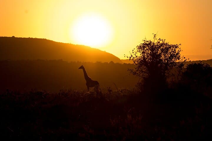 3-Day Private Masai Mara Safari: Big Five Game Drives & Maasai Village Visit photo 5